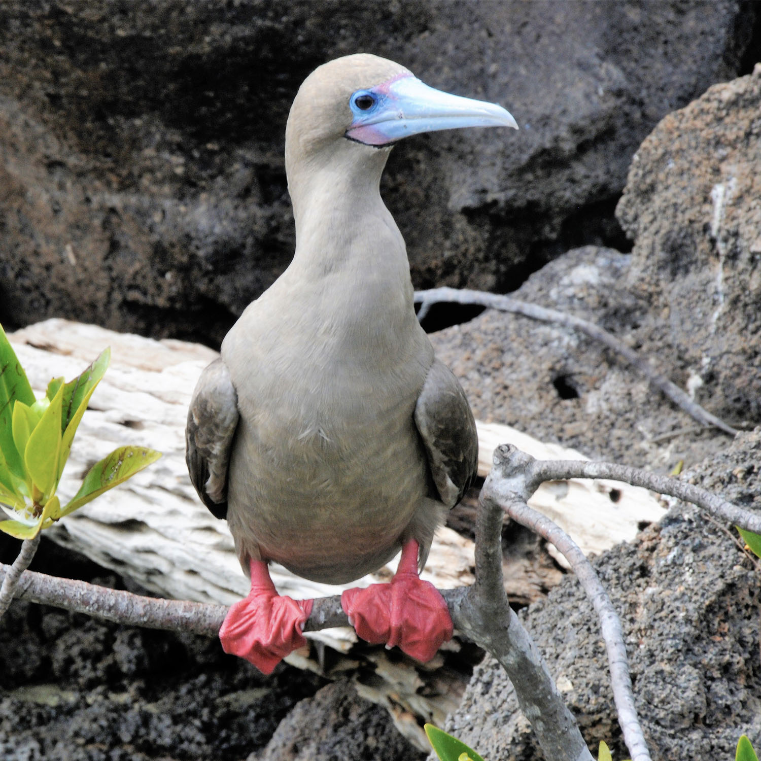 1500_0000_Red Footed Booby 1