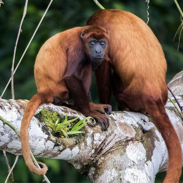 600_0002_Red_Howler_Monkey_Fauna_The_Most_Biodiverse_Place_On_Earth_Experiences_Anakonda_Amazon_Cruises